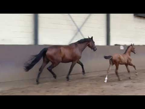 Stutfohlen von Vitalis geb. 2016