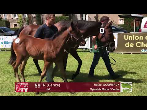 Sprinter Sacré Show 2018 : Lot 59 - N (Cerize)