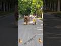 Animal Transformation Before After Shorts Animals Animaltransformation