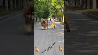 Animal Transformation. Before &amp; After! 😎✨ #shorts #animals #animaltransformation