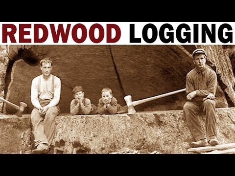 image-Where do redwood trees grow in California?