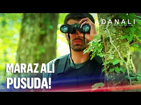 Maraz Ali bu tuzağı yer mi? - Adanalı
