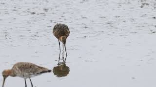 季新友善水鳥魚塭-黑尾鷸覓食特寫