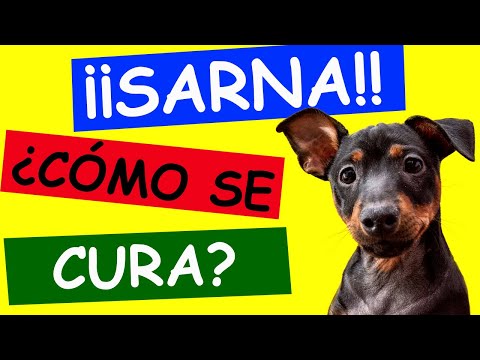 How to CURE MANGE in DOGS?