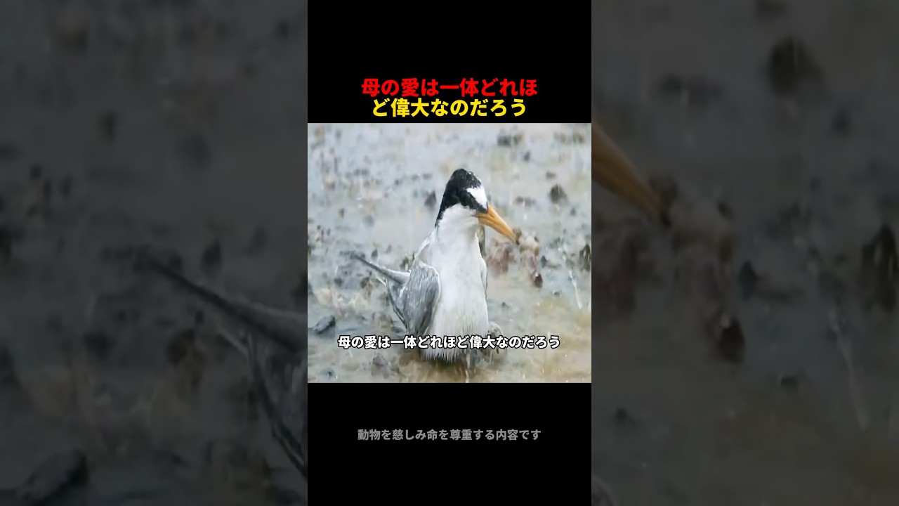 世界中のすべての動物にとって、母の愛は通じ合うものだ#cute