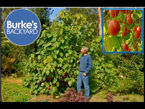 How to grow Tamarillo & Tamarillo Recipes. Tree Tomato