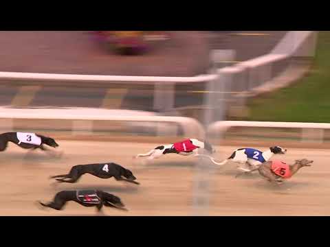 2020 BoyleSports Irish Greyhound Derby Heat 1-12