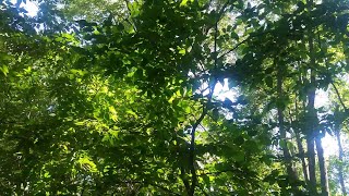 S. Carey - &quot;More I See&quot; (Live at Eaux Claires 7/7/18)