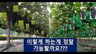 샤인머스켓 나무가 내년에 거봉이 되고 거봉나무가 내년에 샤인머스켓 나무가 되는..초보들도 관심만 가지면 쉽게…