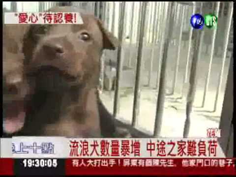 愛牠就別棄養! 流浪狗面臨安樂死