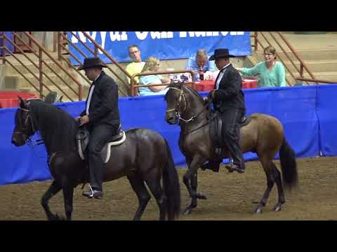 Celestial del Encanto - 2017 Paso FIno Nationals - Performance Colts 4 Yrs
