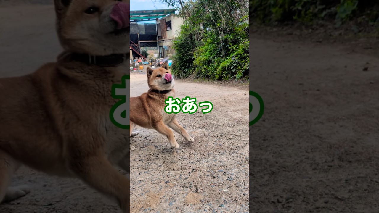 主役は後からやってくる❗️#柴犬 #柴犬さん #柴犬レオ #柴犬大好き