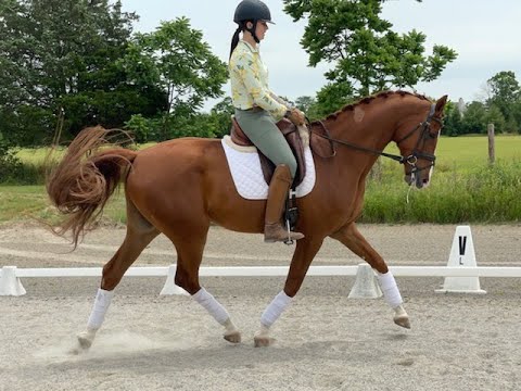 Fireball 2017 16.2h imported Danish warmblood gelding by Blue Hors Farrell/Blue Hors Don Olymbrio