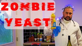 Are Your Yeast Dead After A Stalled Fermentation?