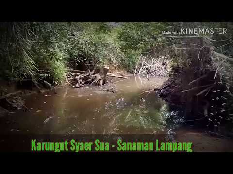 Karungut Kalteng - Sanaman Lampang