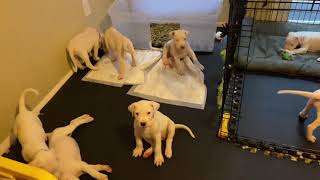 Mata Dogo Argentino Working dog