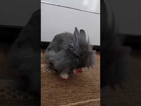 3_IVAN_ CORRIDA VIRTUAL ANIMAL: IRACEMÁPOLIS, SÃO PAULO, BRASIL (  A doce Amora! )