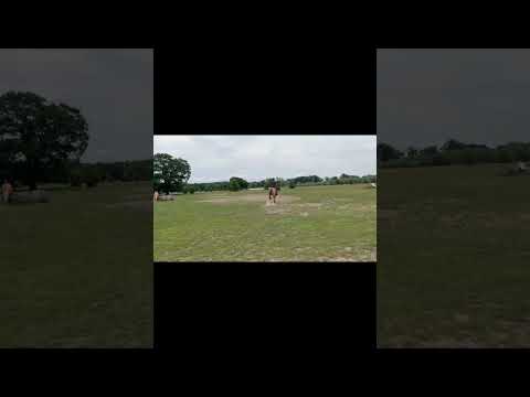 huczi #dlaciebie #horse #wybijsię #equestrian #pony #jumping #konie #dressage #automobile #shorts