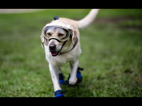 Canine crews become heroes of Mexicos earthquake rescue effort