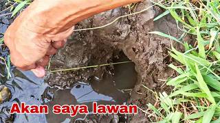 Download lagu The epic battle against a giant swamp eel hiding in a shell-lined hole mp3 Download lagu The epic battle against a giant swamp eel hiding in a shell-lined hole mp3