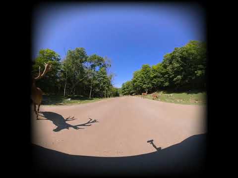 Beautiful Forest Wildlife in VR180 🦌 Deer & Elk   Relaxing 3D Virtual Reality Experience