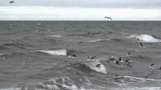 Solitaire - The Carpenters.