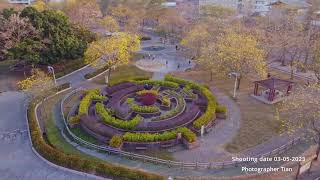 20230305 台中 北屯 廍子公園 黃花風鈴木