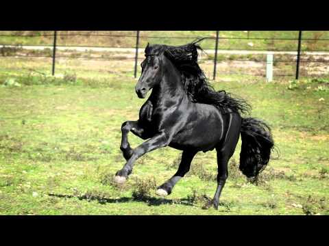 download lagu mp3 mp4 Black Horses, download lagu Black Horses gratis, unduh video klip Black Horses