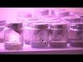 Микрокрональное размножение растений в лаборатории факультета биологии и экологии ЯрГУ