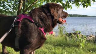 Vidéo de notre première semaine suite au diagnostique