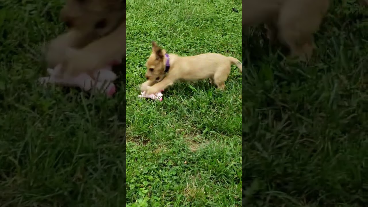 Reba, an adoptable mixed breed in Knoxville, TN video 5/6