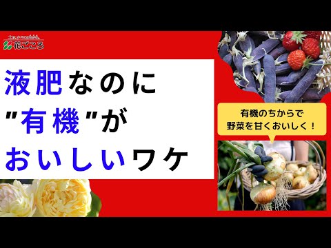 自家製天然肥料混合茶植物の肥料
