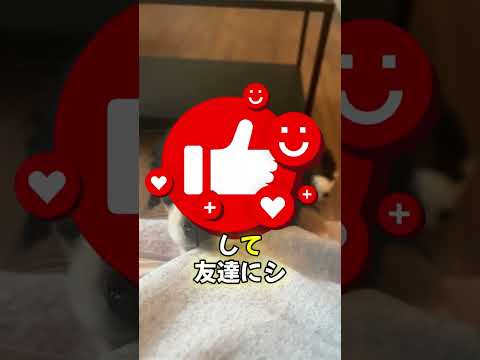 虹の終わりで財宝を発見した⁉️🌈😱