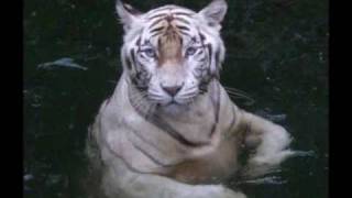 Navick - She&#39;s a Tiger