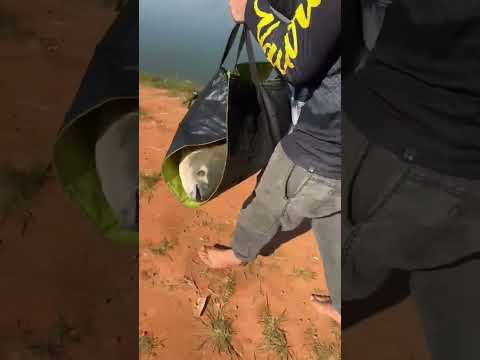 Aquele 25 up de respeito do pesqueiro stella bilac SP #pescandoentreamigos #fishing #pesca