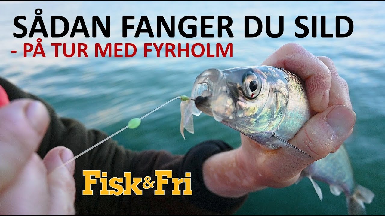 NY VIDEO: SÅDAN FANGER DU SILD