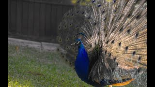 310 Skinners Shoot Road, BYRON BAY, NSW 2481