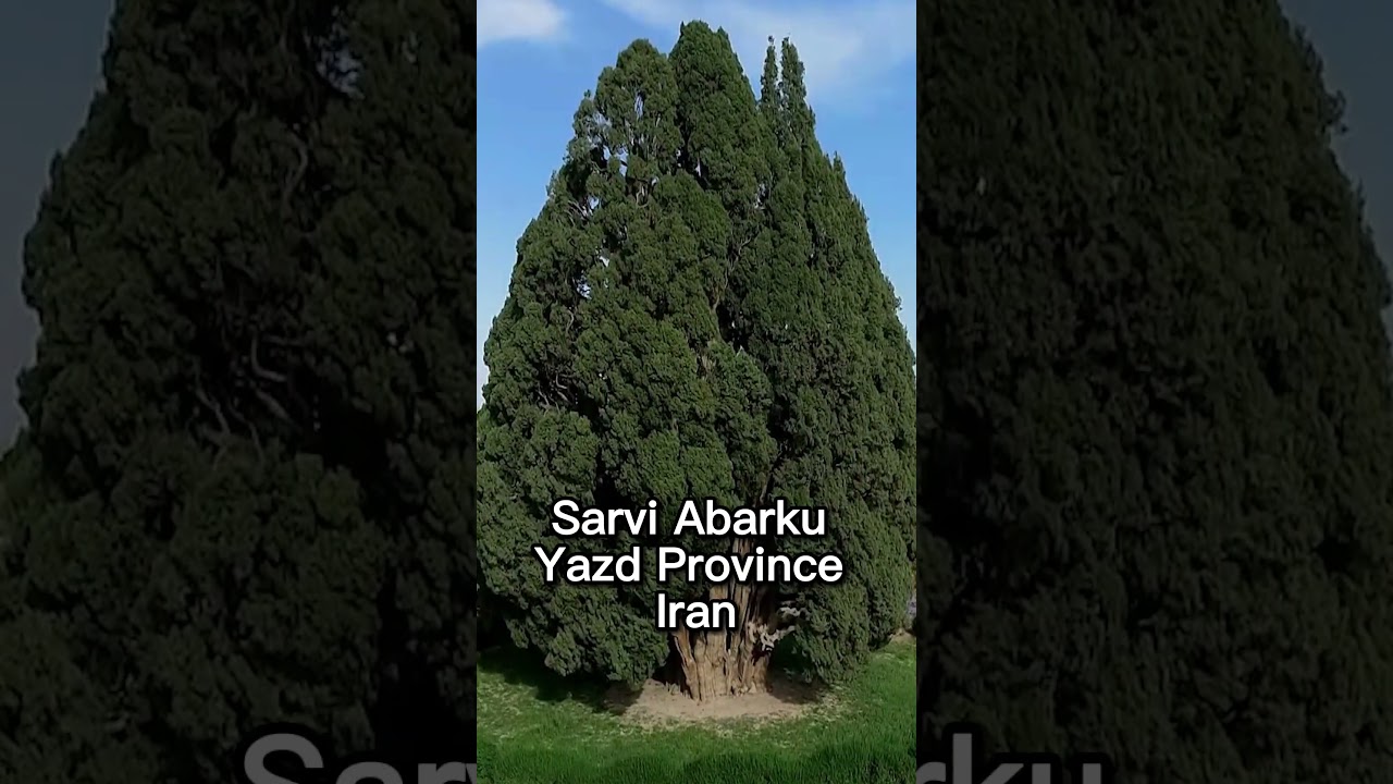 Ancient Giants: Top 3 Oldest Trees in the World 🌳🕰️