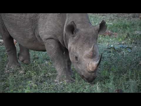 RHULANI MINUTE SAFARI - The chilled black rhino
