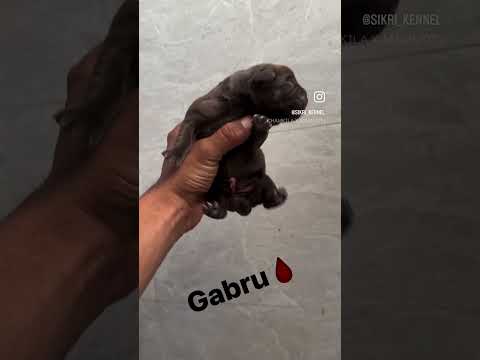 Gabru x Noora #newborn #lablovers #mydogs #viral #pets #lab #doglover