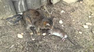 Смотреть онлайн Деревенская кошка ловит жирную крысу