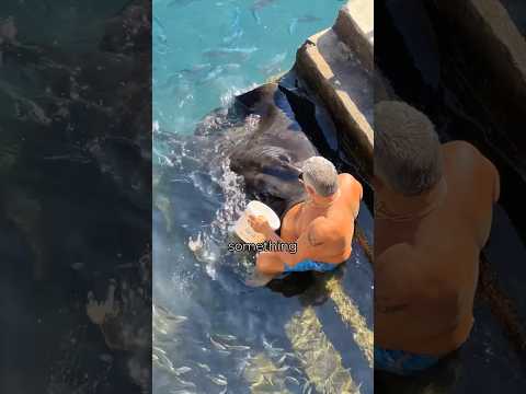 old man and stingray