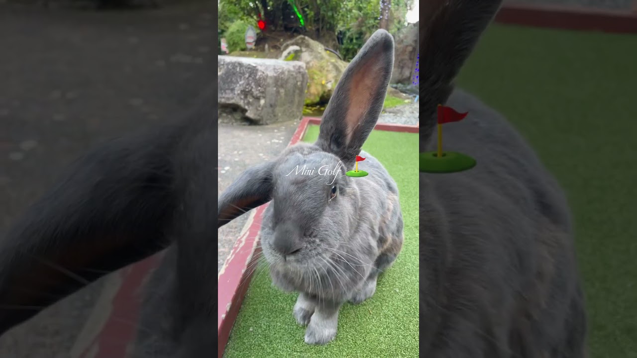 YouTube Short thumbnail