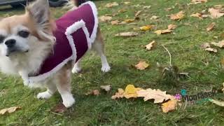 Zimní vesta pro psy tyrkysová s kožíškem 34cm