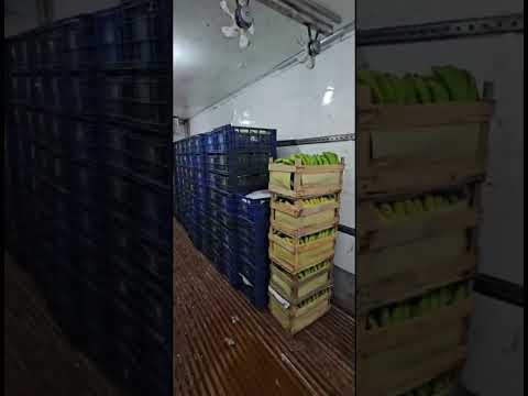 Produtor de Novo Itacolomi se revolta com a falta de energia e prejuízos