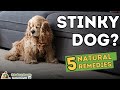 Stinky Dog? 5 Home Remedies That Work!