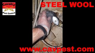 Rodent Control! How to plug rat holes using steel wool! CHEAP!