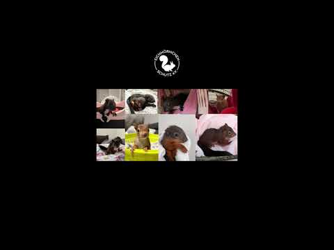 Eichhörnchen Schutz E.V. Rückblick 2023