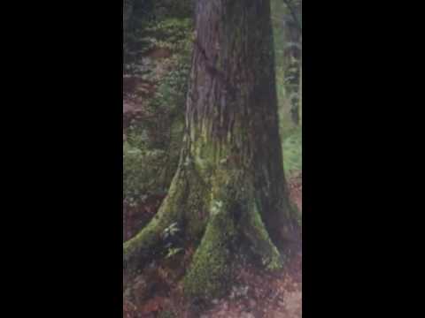 Thumbnail of Martin Taylor - Back up in the woods among the evergreens Thumbnail of Martin Taylor - Back up in the woods among the evergreens