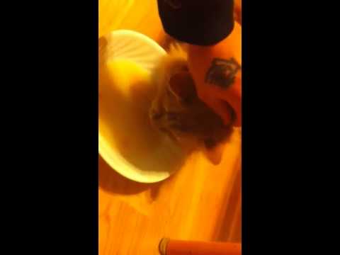 download lagu mp3 mp4 Is Tuna Juice Good For You, download lagu Is Tuna Juice Good For You gratis, unduh video klip Is Tuna Juice Good For You